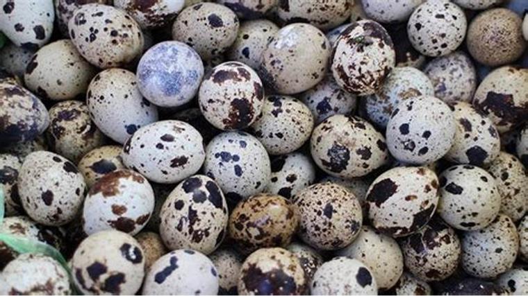 Bıldırcın yumurtası astım hastalığına iyi gelir mi?