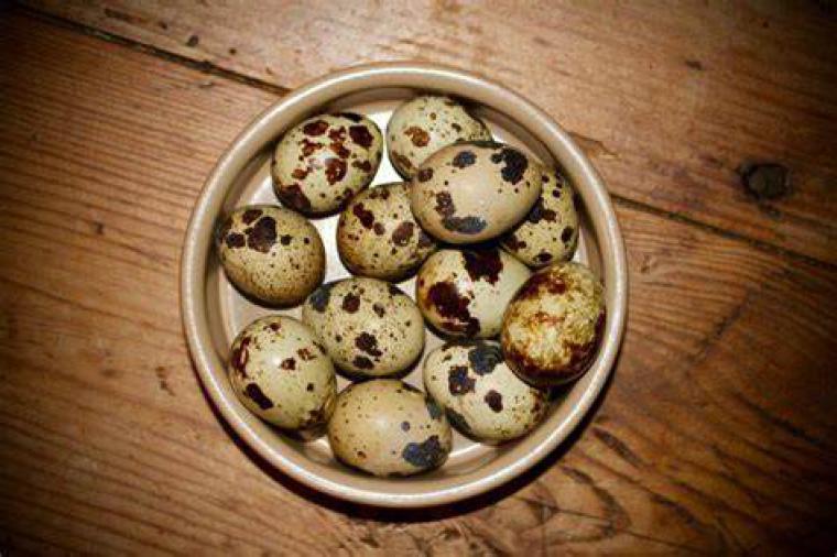 Bronşit için bıldırcın yumurtası nasıl kullanılır